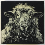 Sheep Portrait